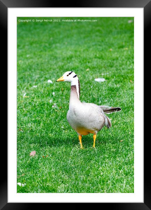 Bar-headed goose Anser indicus grazes on a green grassy lawn in a summer park. Framed Mounted Print by Sergii Petruk