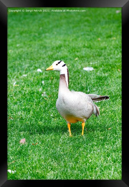 Bar-headed goose Anser indicus grazes on a green grassy lawn in a summer park. Framed Print by Sergii Petruk