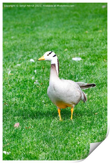 Bar-headed goose Anser indicus grazes on a green grassy lawn in a summer park. Print by Sergii Petruk