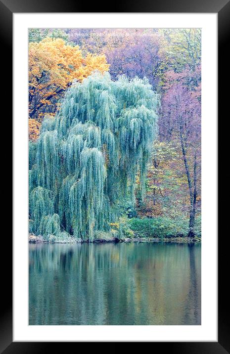 The green willow foliage bent its branches over the surface of the forest lake. Framed Mounted Print by Sergii Petruk