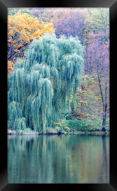 The green willow foliage bent its branches over the surface of the forest lake. Framed Print by Sergii Petruk