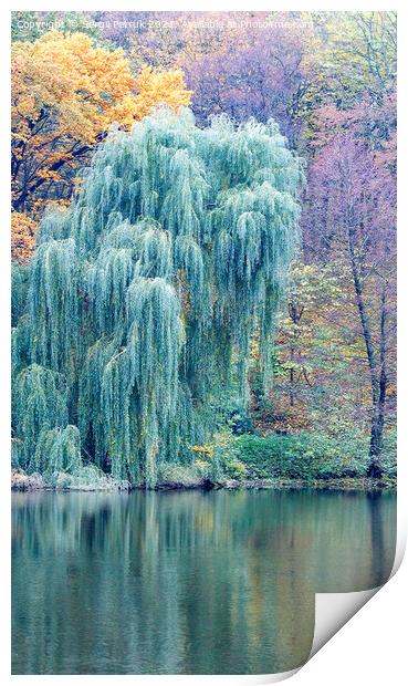 The green willow foliage bent its branches over the surface of the forest lake. Print by Sergii Petruk