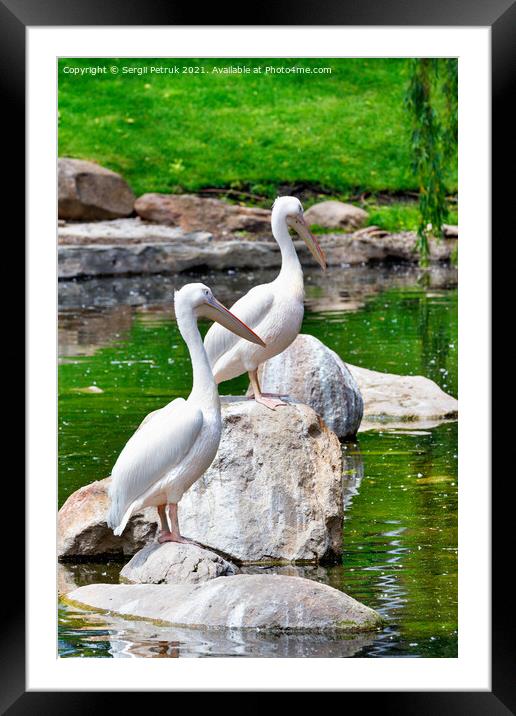 Two large white pelicans perched on stone boulders in the middle of a forest lake. Framed Mounted Print by Sergii Petruk