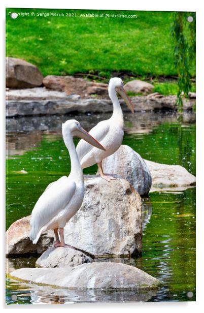 Two large white pelicans perched on stone boulders in the middle of a forest lake. Acrylic by Sergii Petruk