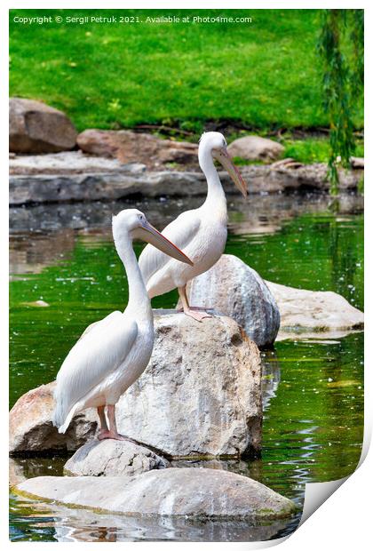 Two large white pelicans perched on stone boulders in the middle of a forest lake. Print by Sergii Petruk