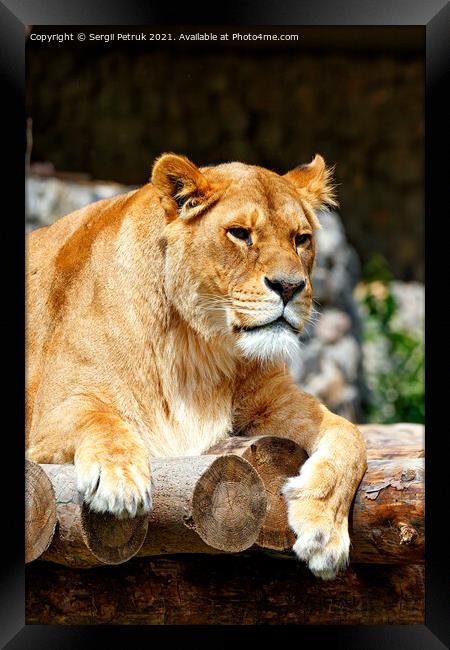 Portrait of a lioness resting on a platform made of wooden logs. Framed Print by Sergii Petruk