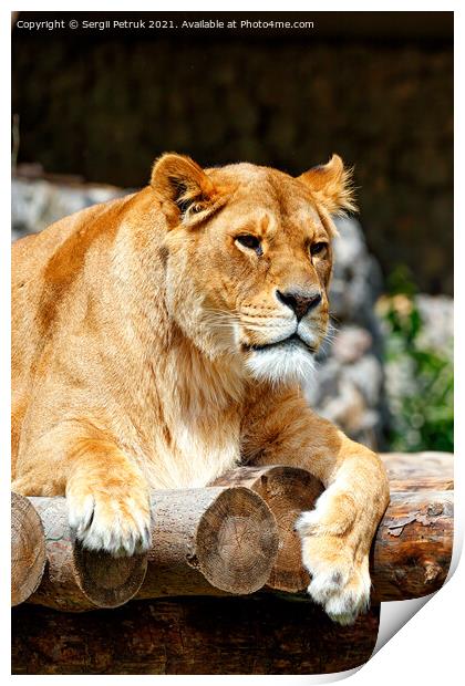 Portrait of a lioness resting on a platform made of wooden logs. Print by Sergii Petruk