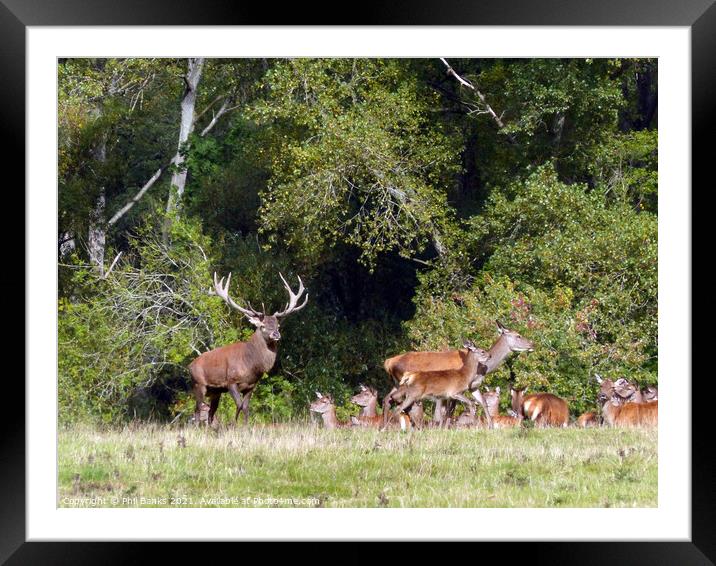 Red deer stag with hinds at woodland edge Framed Mounted Print by Phil Banks