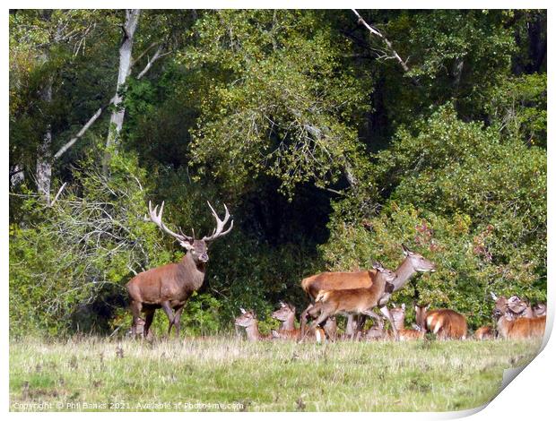 Red deer stag with hinds at woodland edge Print by Phil Banks