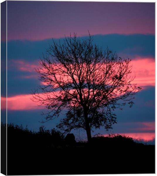Tree and sunrise cloud Canvas Print by Simon Johnson