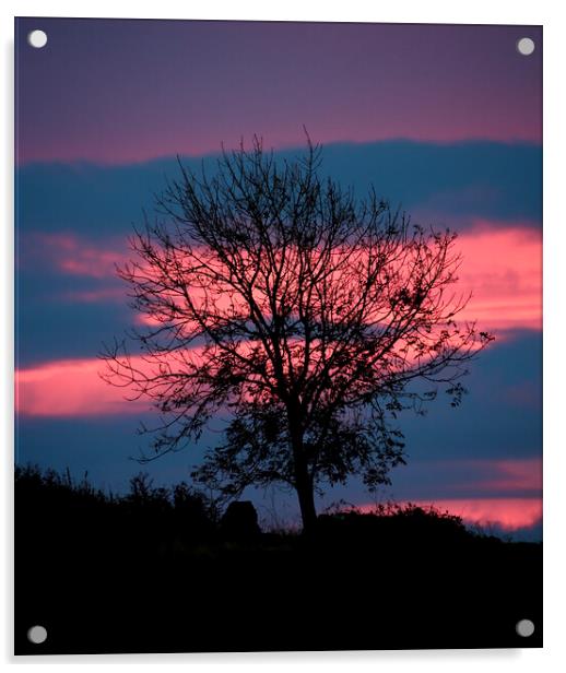 Tree and sunrise cloud Acrylic by Simon Johnson
