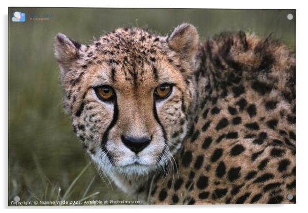 Cheetah Acrylic by Joanne Wilde