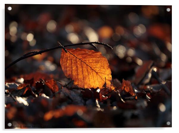 sunlit Beech leaf Acrylic by Simon Johnson