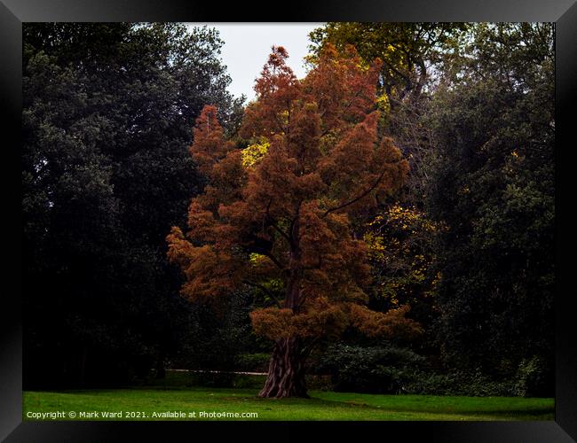 Autumn Delight Framed Print by Mark Ward