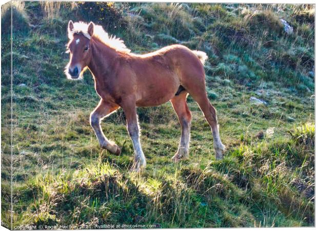 Trotting Pottok Foal in Pyrenees Canvas Print by Roger Mechan