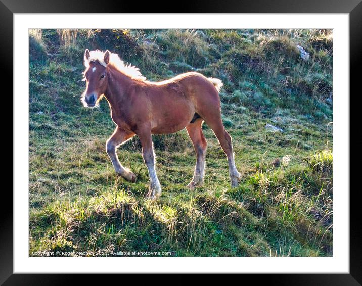 Trotting Pottok Foal in Pyrenees Framed Mounted Print by Roger Mechan