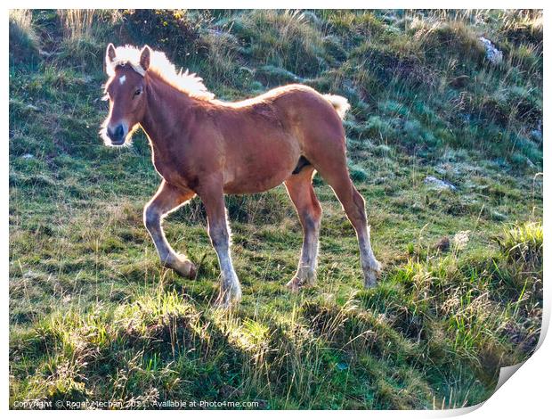 Trotting Pottok Foal in Pyrenees Print by Roger Mechan