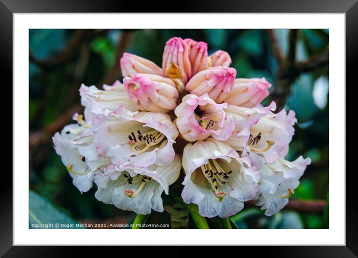 Bell-shaped blooms in Spring Framed Mounted Print by Roger Mechan