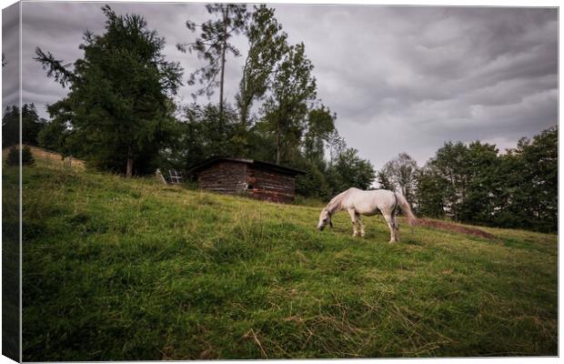 A white horse grazing in a grass field farm meadow next to a barn in a countryside location against dark clouds. Canvas Print by Arpan Bhatia