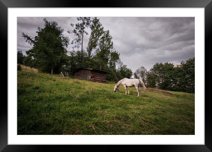 A white horse grazing in a grass field farm meadow next to a barn in a countryside location against dark clouds. Framed Mounted Print by Arpan Bhatia