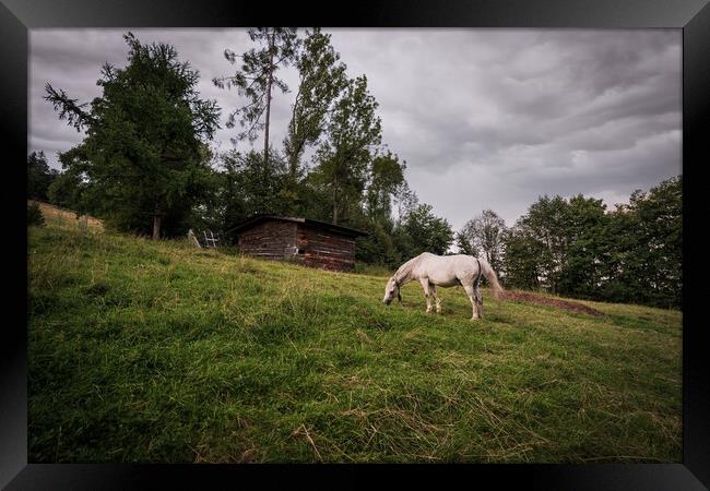 A white horse grazing in a grass field farm meadow next to a barn in a countryside location against dark clouds. Framed Print by Arpan Bhatia