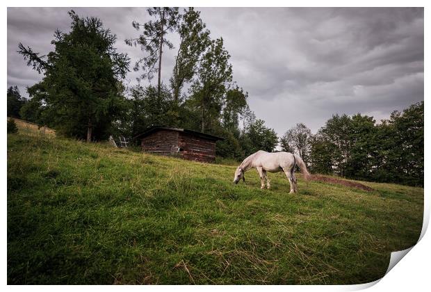 A white horse grazing in a grass field farm meadow next to a barn in a countryside location against dark clouds. Print by Arpan Bhatia