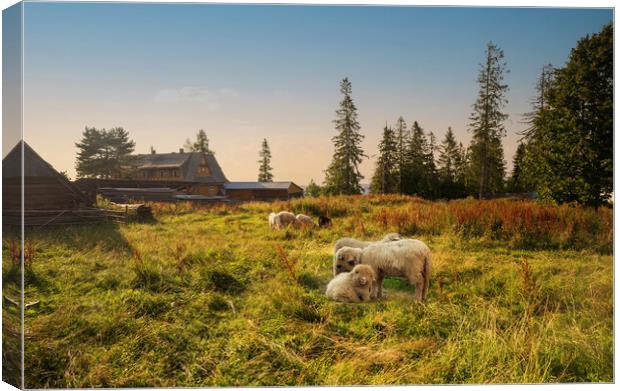 Flock of sheep in spring sunshine grazing, sitting and resting on a green grass against sunset or sunrise. Meadow farm field in countryside concept. Canvas Print by Arpan Bhatia
