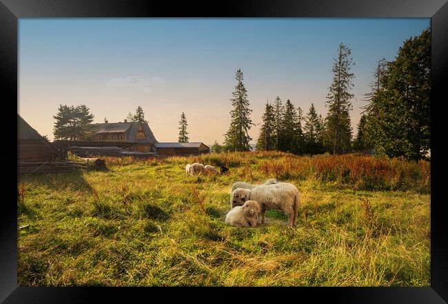 Flock of sheep in spring sunshine grazing, sitting and resting on a green grass against sunset or sunrise. Meadow farm field in countryside concept. Framed Print by Arpan Bhatia
