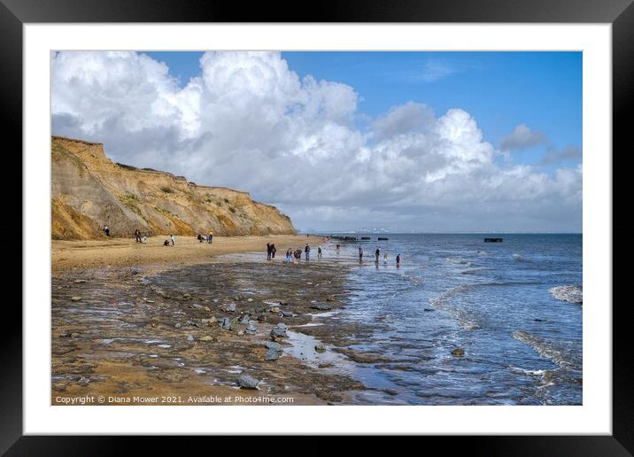 Fossil hunting at the Naze Framed Mounted Print by Diana Mower