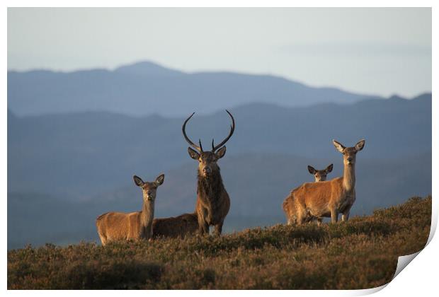Red Deer Print by Macrae Images