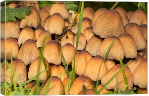 Glistening inkcap mushrooms in grass Canvas Print by aurélie le moigne