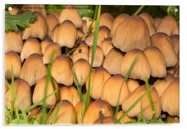 Glistening inkcap mushrooms in grass Acrylic by aurélie le moigne