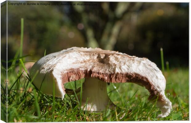 Field mushroom in grass Canvas Print by aurélie le moigne