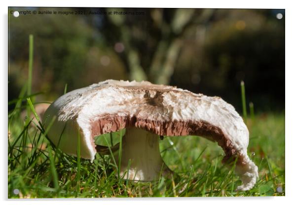 Field mushroom in grass Acrylic by aurélie le moigne