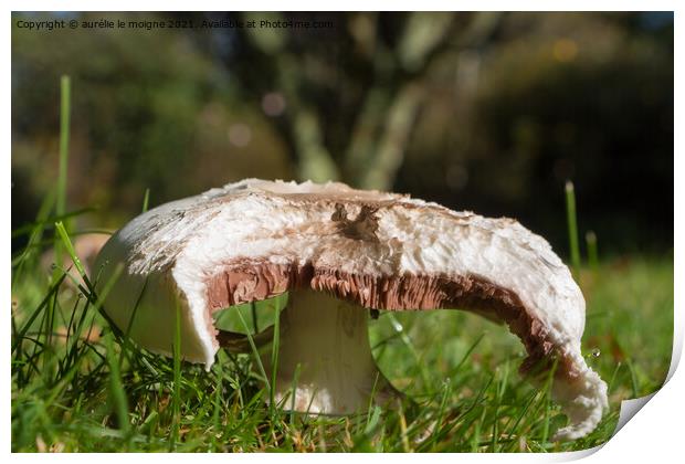 Field mushroom in grass Print by aurélie le moigne