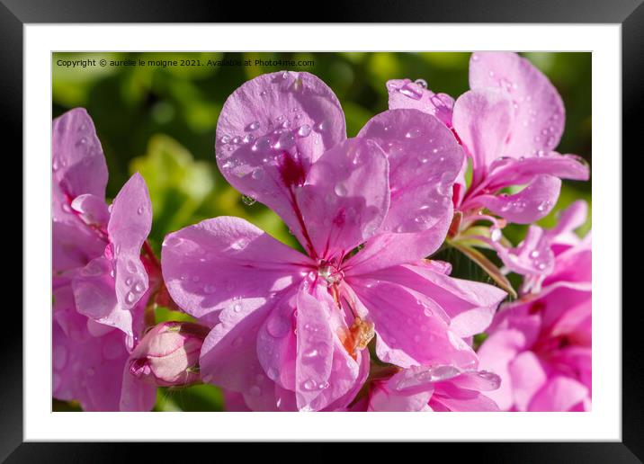 Pink geranium flower with dewdrops  Framed Mounted Print by aurélie le moigne