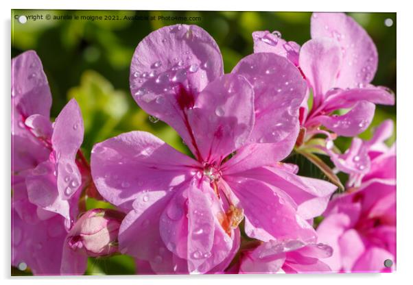 Pink geranium flower with dewdrops  Acrylic by aurélie le moigne