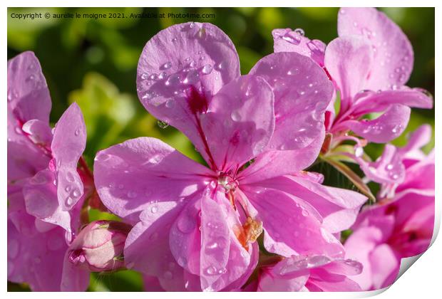 Pink geranium flower with dewdrops  Print by aurélie le moigne