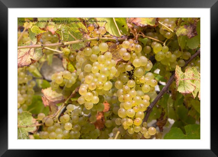 Bunch of grapes on vine stock Framed Mounted Print by aurélie le moigne