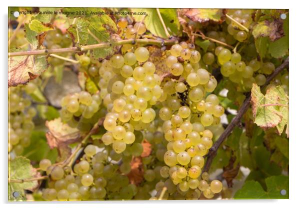Bunch of grapes on vine stock Acrylic by aurélie le moigne