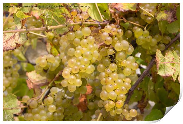 Bunch of grapes on vine stock Print by aurélie le moigne