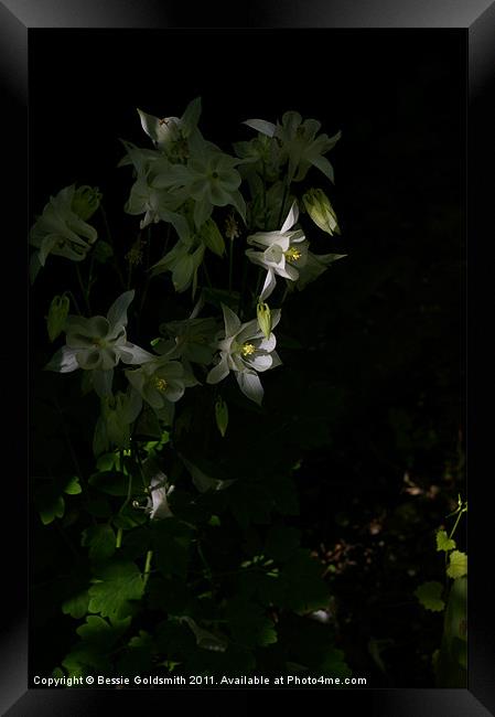White flower in shade Framed Print by Bessie Goldsmith