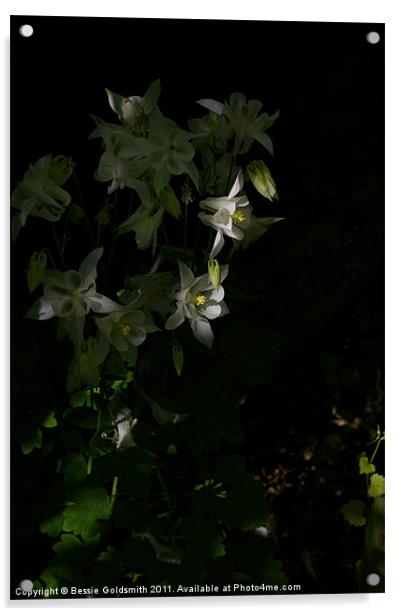 White flower in shade Acrylic by Bessie Goldsmith