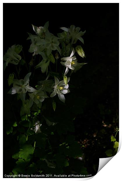 White flower in shade Print by Bessie Goldsmith