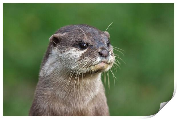Asian Short Clawed Otter Print by Susan Snow