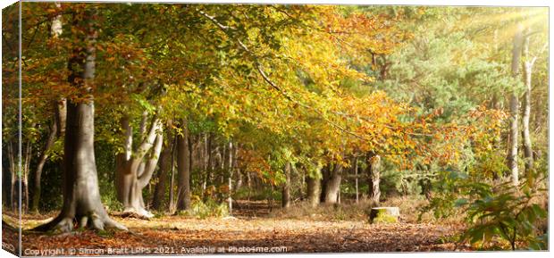 Mature woodland beech trees in Autumn colour Norfolk Canvas Print by Simon Bratt LRPS