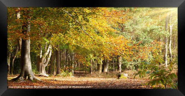 Mature woodland beech trees in Autumn colour Norfolk Framed Print by Simon Bratt LRPS
