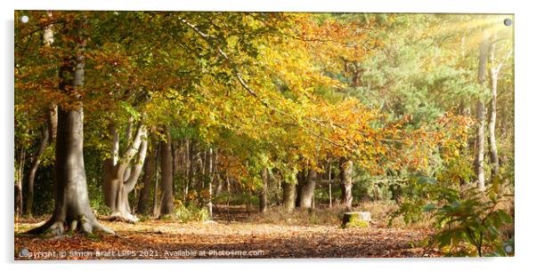 Mature woodland beech trees in Autumn colour Norfolk Acrylic by Simon Bratt LRPS