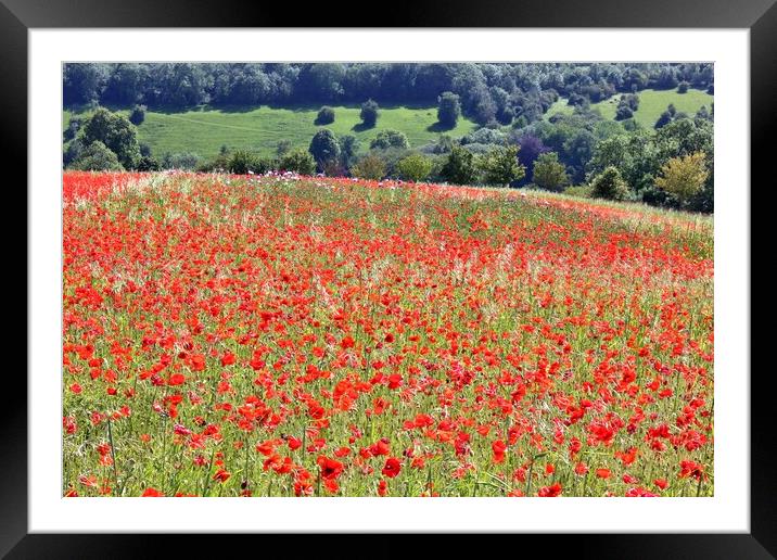 Poppy Field in the Cotswolds Framed Mounted Print by Susan Snow