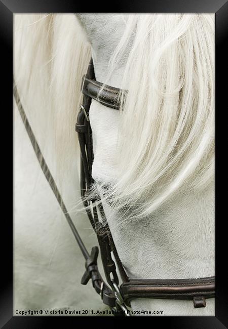 Grey Pony Framed Print by Victoria Davies